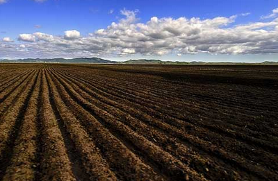 东北某产粮大县厚层黑土减少一半 过度依赖化肥