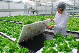 “植物工厂”培养出水耕蔬菜