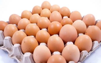 2016年8月25日黑龙江鸡蛋价格市场行情
