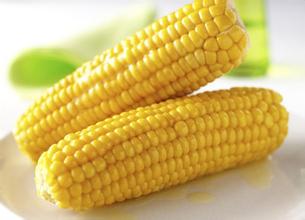 2016年8月25日山东玉米价格最新行情