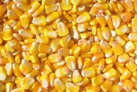 2017年3月28日湖南玉米价格行情