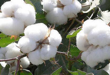 2017年棉花行业市场发展战略 棉纺行业分析