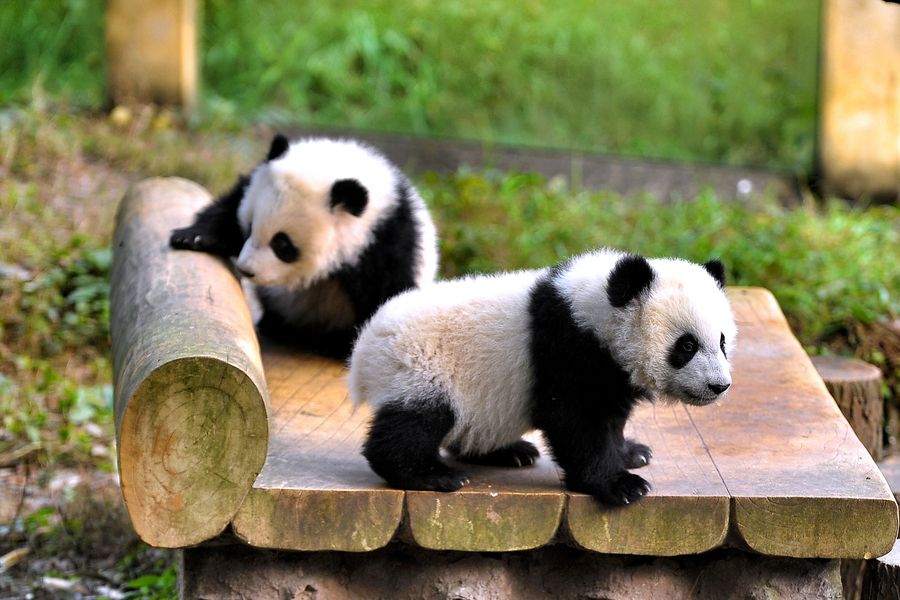 大熊猫国家公园正式获批 总面积近3万平方公里